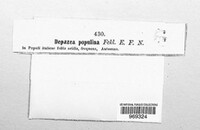 Depazea populina image